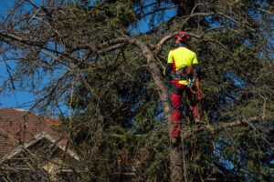 Roubic Tree & Landscape LLC Unveils New Service Expansion to Enhance Tree and Landscape Care